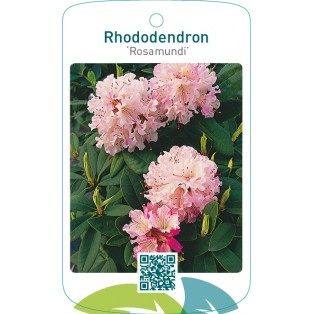 Rhododendron ‘Rosamundi’