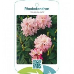 Rhododendron ‘Rosamundi’