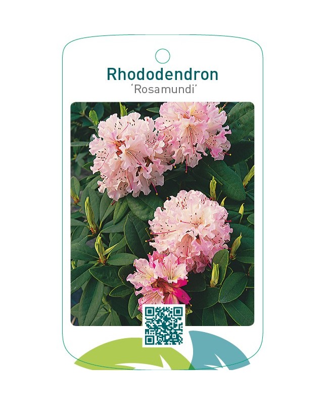 Rhododendron ‘Rosamundi’