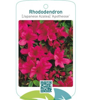 Rhododendron [Japanese Azalea] ‘Apotheose’