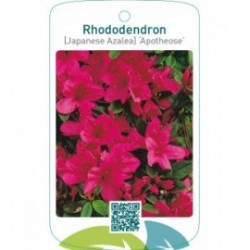 Rhododendron [Japanese Azalea] ‘Apotheose’