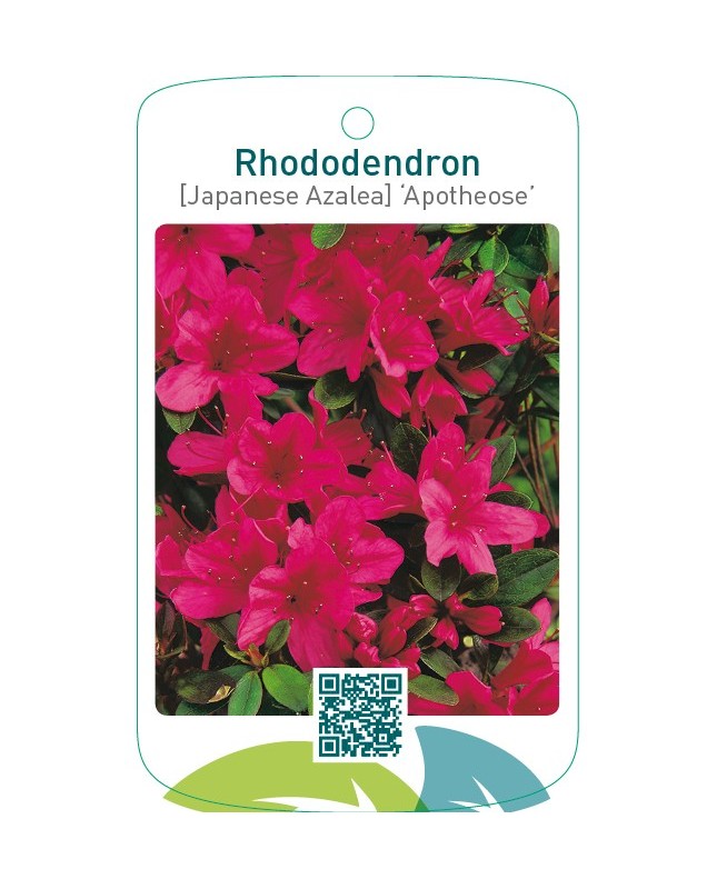 Rhododendron [Japanese Azalea] ‘Apotheose’