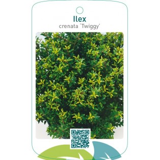 Ilex crenata ‘Twiggy’
