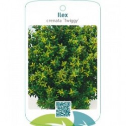 Ilex crenata ‘Twiggy’