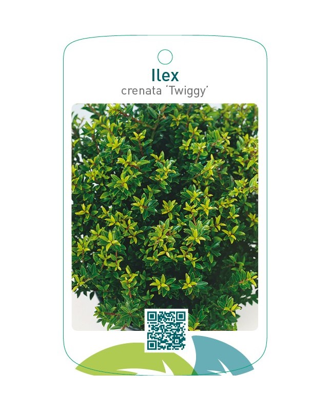 Ilex crenata ‘Twiggy’