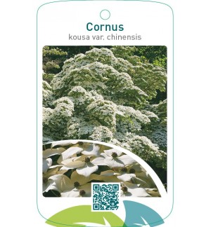 Cornus kousa var. chinensis