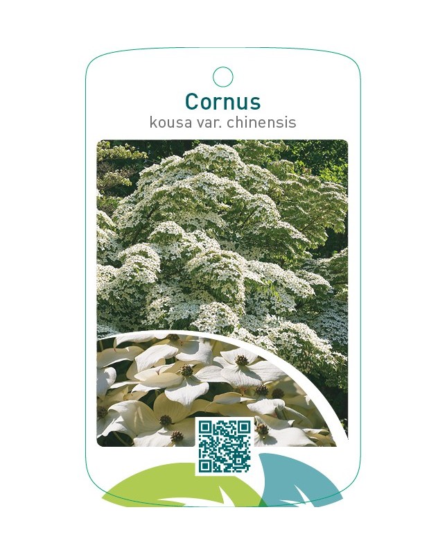 Cornus kousa var. chinensis