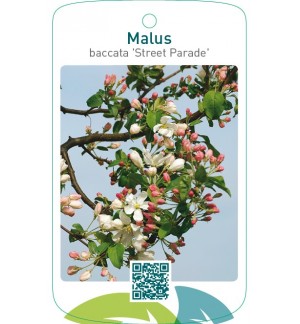 Malus baccata ‘Street Parade’
