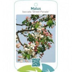 Malus baccata ‘Street Parade’