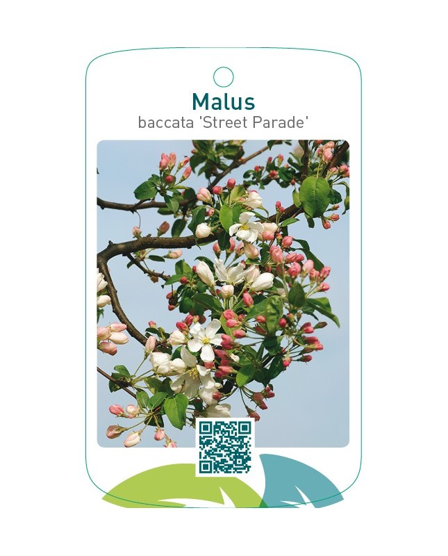 Malus baccata ‘Street Parade’