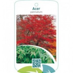 Acer palmatum