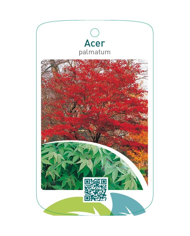 Acer palmatum