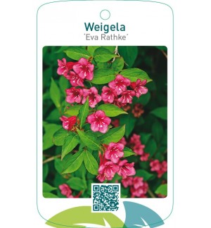 Weigela ‘Eva Rathke’