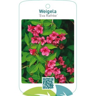 Weigela ‘Eva Rathke’