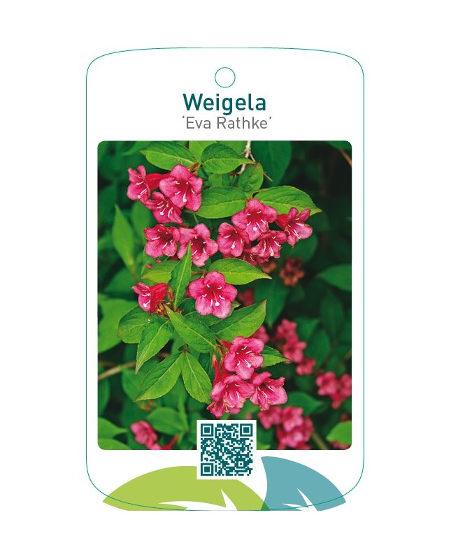 Weigela ‘Eva Rathke’
