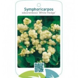 Symphoricarpos xdoorenbosii ‘White Hedge’