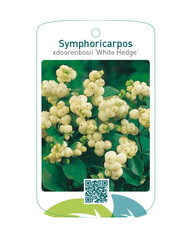 Symphoricarpos xdoorenbosii ‘White Hedge’