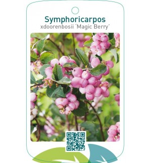 Symphoricarpos xdoorenbosii ‘Magic Berry’