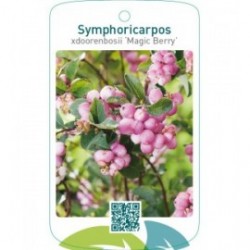 Symphoricarpos xdoorenbosii ‘Magic Berry’