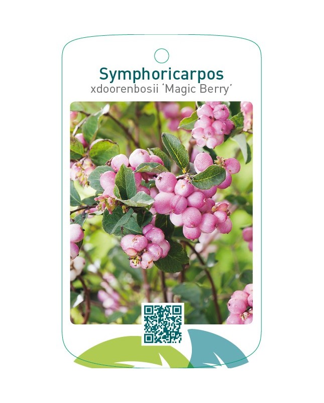 Symphoricarpos xdoorenbosii ‘Magic Berry’
