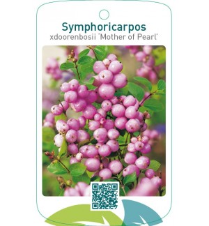 Symphoricarpos xdoorenbosii ‘Mother of Pearl’