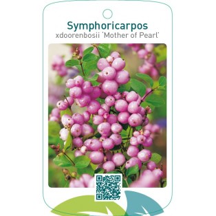 Symphoricarpos xdoorenbosii ‘Mother of Pearl’