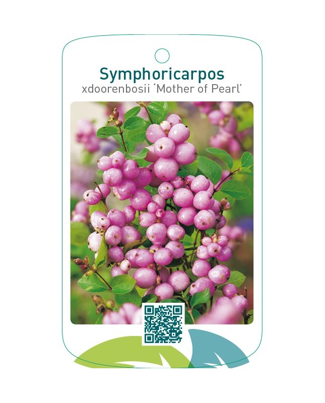 Symphoricarpos xdoorenbosii ‘Mother of Pearl’