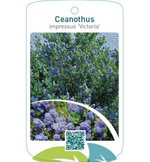 Ceanothus impressus ‘Victoria’