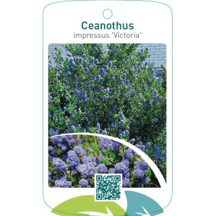 Ceanothus impressus ‘Victoria’