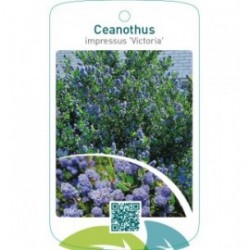Ceanothus impressus ‘Victoria’