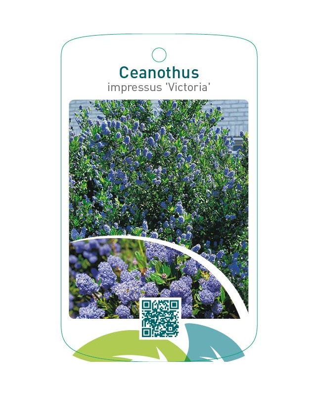 Ceanothus impressus ‘Victoria’