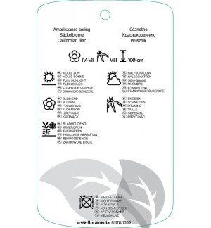 Etichette di Ceanothus impressus ‘Victoria’ *