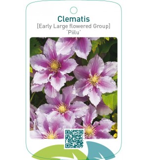 Clematis [Early Large flowered Group] ‘Piilu’