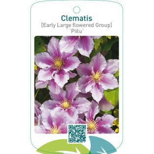 Clematis [Early Large flowered Group] ‘Piilu’