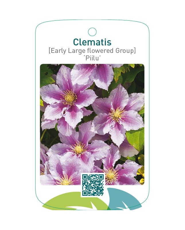 Clematis [Early Large flowered Group] ‘Piilu’