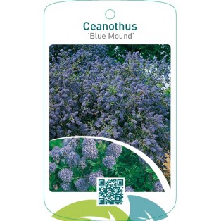 Ceanothus ‘Blue Mound’