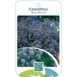 Ceanothus ‘Blue Mound’