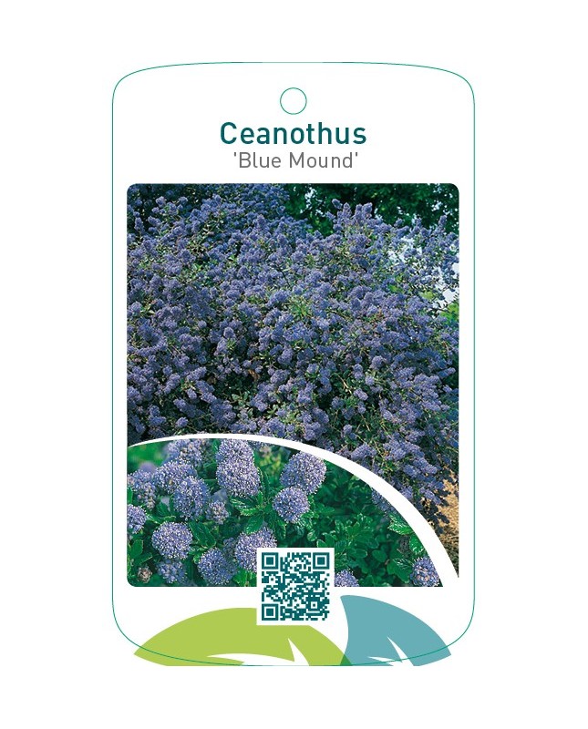Ceanothus ‘Blue Mound’