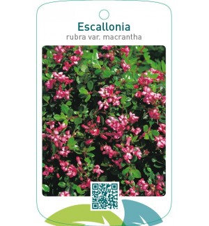 Escallonia rubra var. macrantha