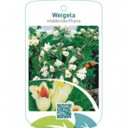 Weigela middendorffiana