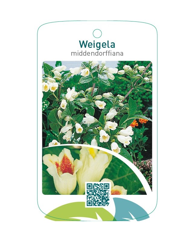 Weigela middendorffiana