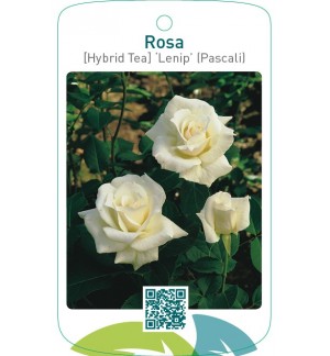 Rosa [Hybrid Tea] ‘Lenip’ (Pascali)