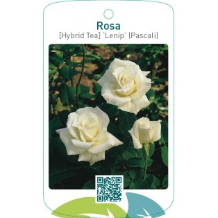 Rosa [Hybrid Tea] ‘Lenip’ (Pascali)