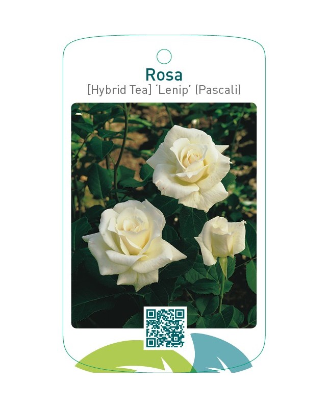 Rosa [Hybrid Tea] ‘Lenip’ (Pascali)