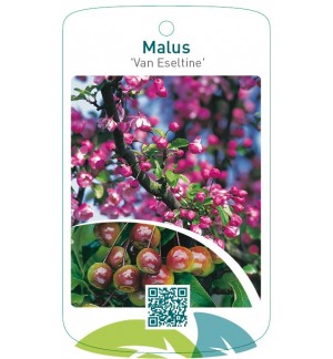 Malus ‘Van Eseltine’