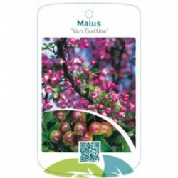 Malus ‘Van Eseltine’