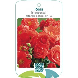 Rosa [Floribunda] ‘Orange Sensation’