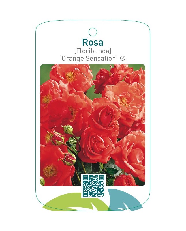 Rosa [Floribunda] ‘Orange Sensation’