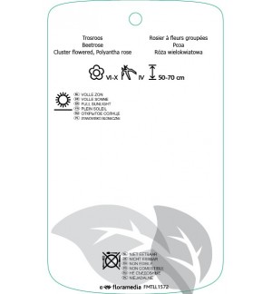 Etichette di Rosa [Floribunda] ‘Orange Sensation’ *