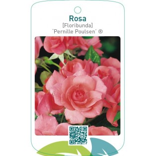 Rosa [Floribunda] ‘Pernille Poulsen’
